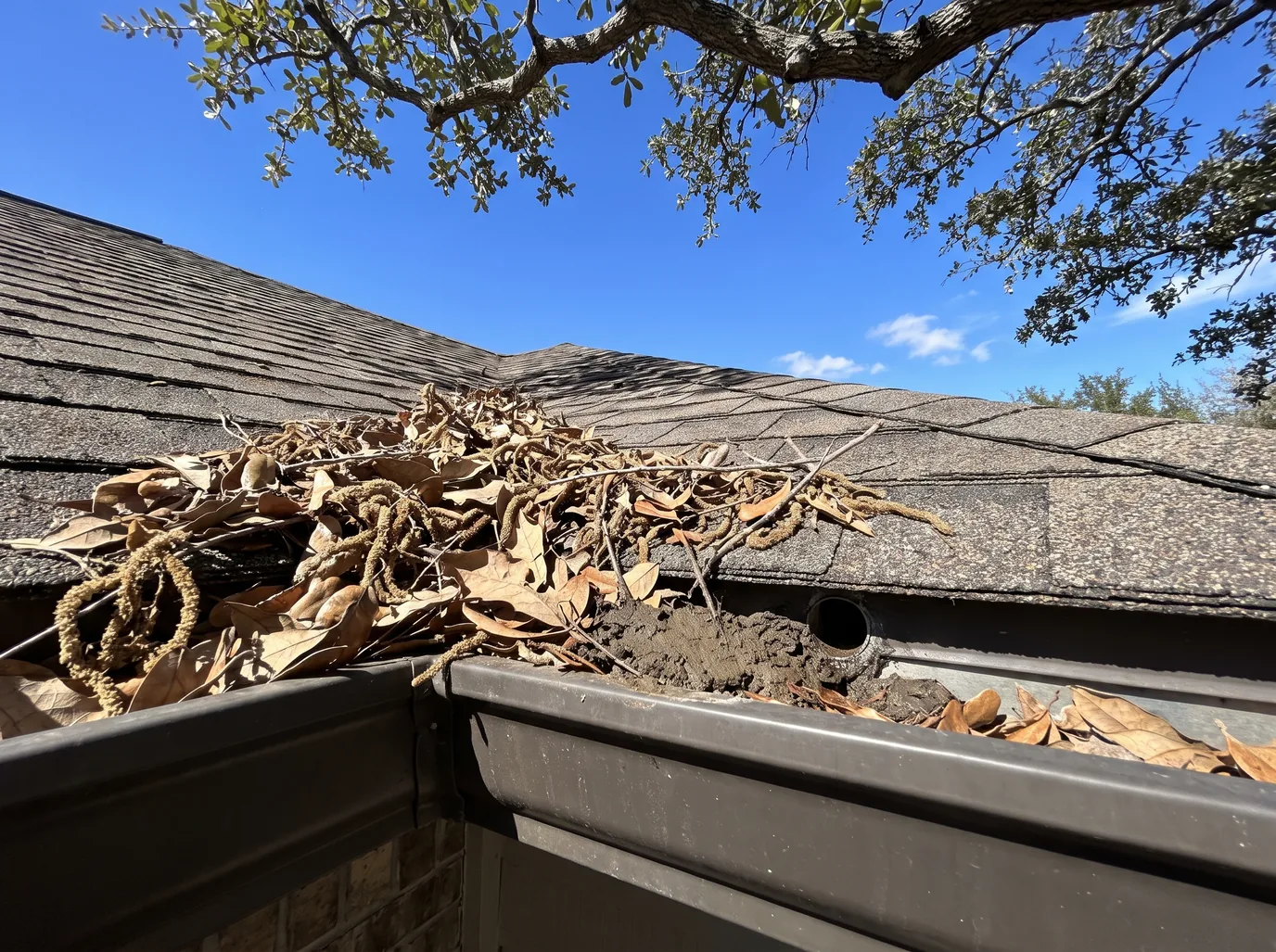 A dark bronze gutter packed with dry live oak leaves, catkins, twigs, and silt at its corner