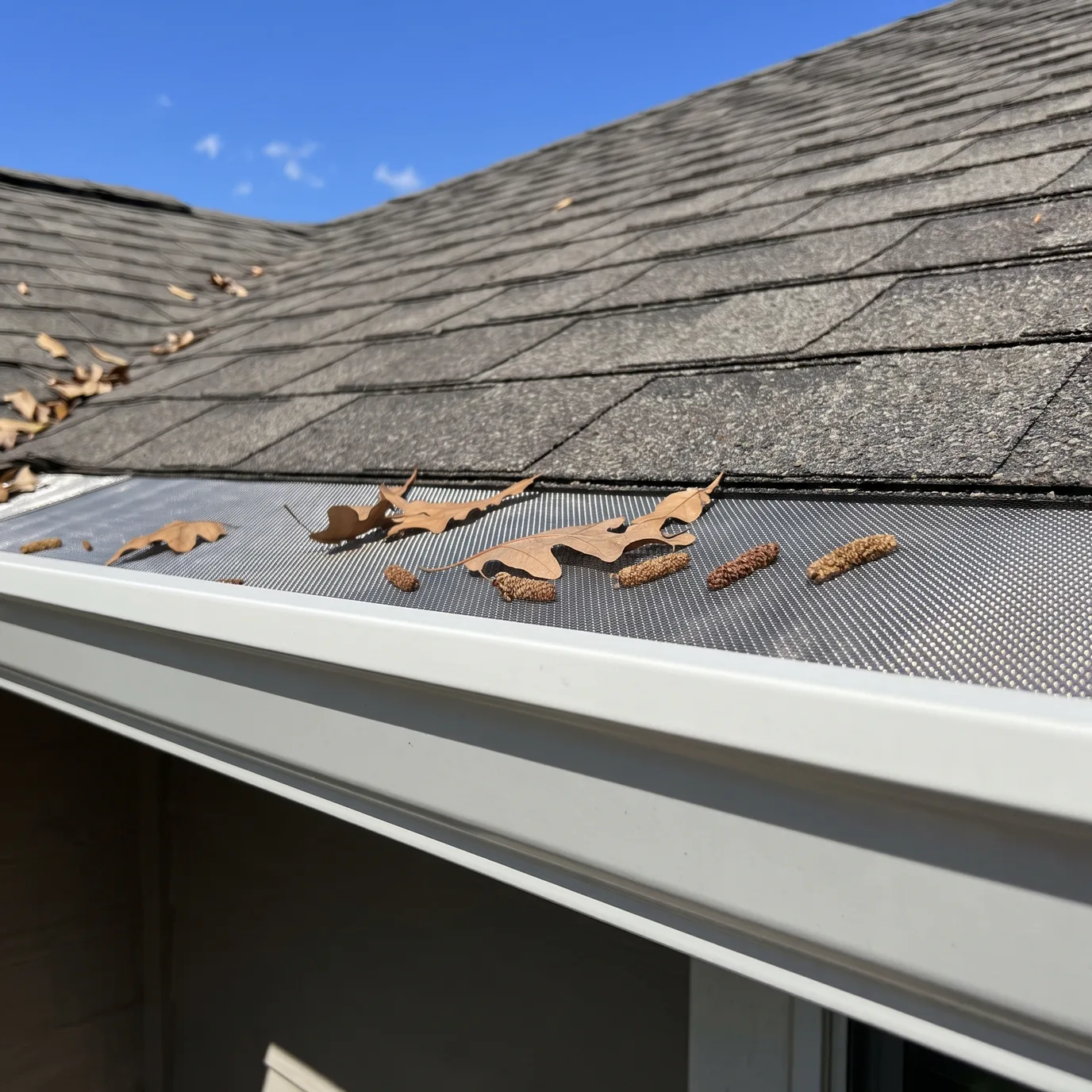A stainless micro-mesh guard on a white gutter with dry live oak leaves and catkins resting on top
